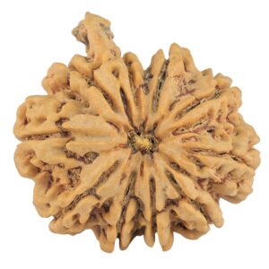 10 Mukhi Ganesh 31.2mm 7.37gm - Rudraksha