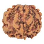 1MK(Underdeveloped) 23.1mm 4.09gm - Rudraksha