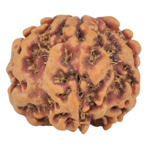 1MK(Underdeveloped) 23.1mm 4.09gm - Rudraksha