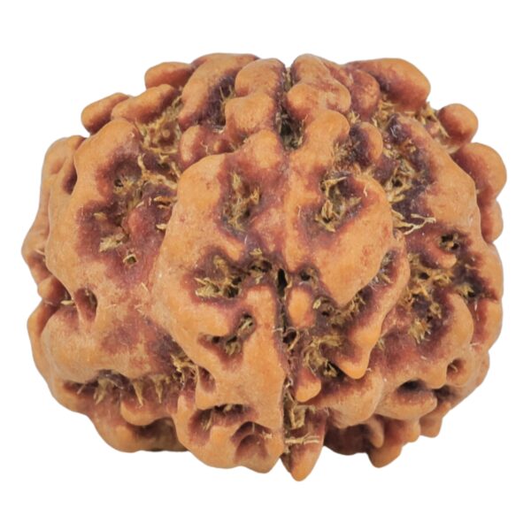1MK(Underdeveloped) 23.1mm 4.09gm - Rudraksha