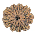 9 Mukhi Rudraksha 27.1mm 5.33gm - Rudraksha