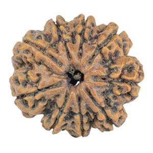 9 Mukhi Rudraksha 27.1mm 5.33gm - Rudraksha