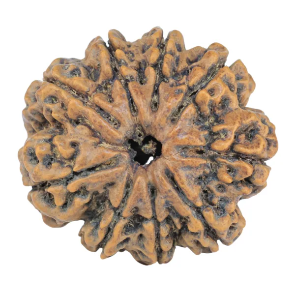 9 Mukhi Rudraksha 27.1mm 5.33gm - Rudraksha