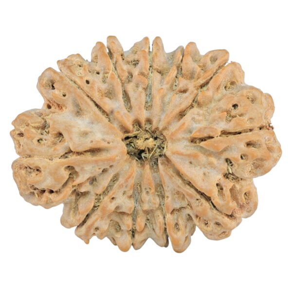 11 Mukhi Rudraksha 38.3mm 10gm - Rudraksha