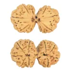 9 MK Gaurishankar 42.6mm 10gm - Rudraksha