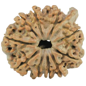 10 Mukhi Ganesh 23.5mm 3.17gm - Rudraksha