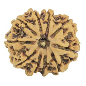 10 Mukhi Rudraksha 28.3mm 5.6gm - Rudraksha