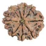 9 Mukhi Rudraksha 26.7mm 5.19gm - Rudraksha