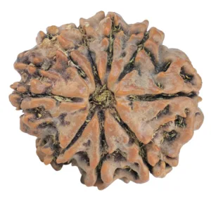 9 Mukhi Rudraksha 26.7mm 5.19gm - Rudraksha