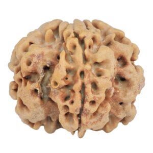 1MK(Underdeveloped) 24.5mm 4.56gm - Rudraksha