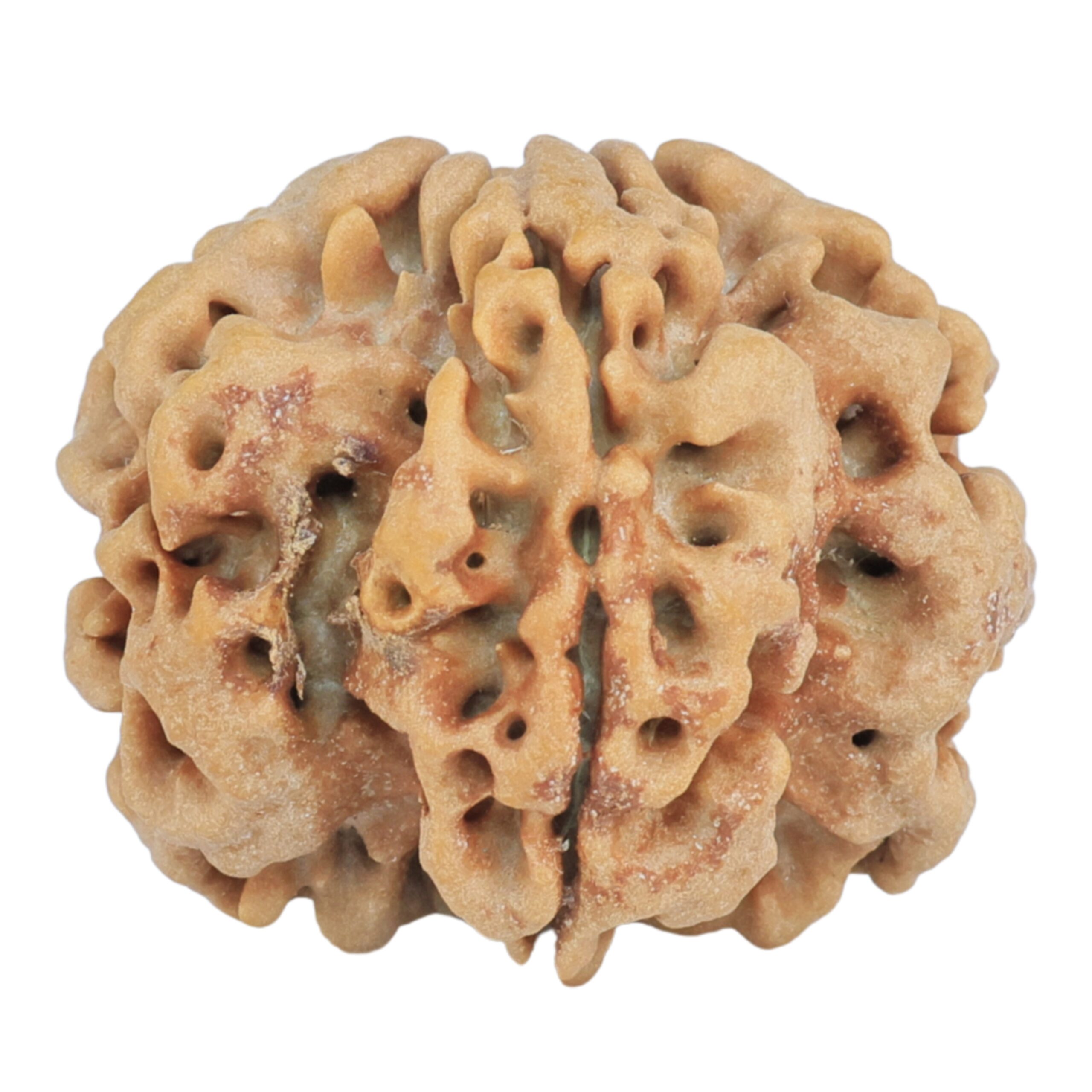 1MK(Underdeveloped) 24.5mm 4.56gm - Rudraksha
