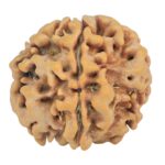 1MK(Underdeveloped) 24.1mm 4.65gm - Rudraksha