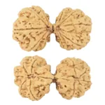 10 Mk Gaurishankar 43.6mm 8.39gm - Rudraksha