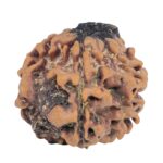 1MK(Underdeveloped) 23.6mm 4.14gm - Rudraksha