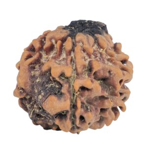 1MK(Underdeveloped) 23.6mm 4.14gm - Rudraksha