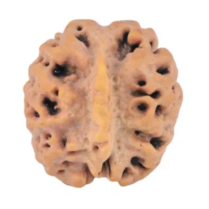 2 Mukhi Ganesh 20.8mm 2.91gm - Rudraksha