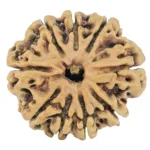 9 Mukhi Rudraksha 26.8mm 3.9gm - Rudraksha