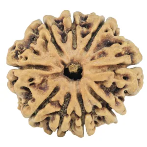 9 Mukhi Rudraksha 26.8mm 3.9gm - Rudraksha