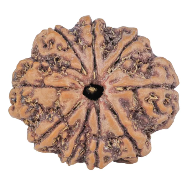 9 Mukhi Rudraksha 25.6mm 4.78gm - Rudraksha