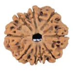 9 Mukhi Rudraksha 25.3mm 3.89gm - Rudraksha