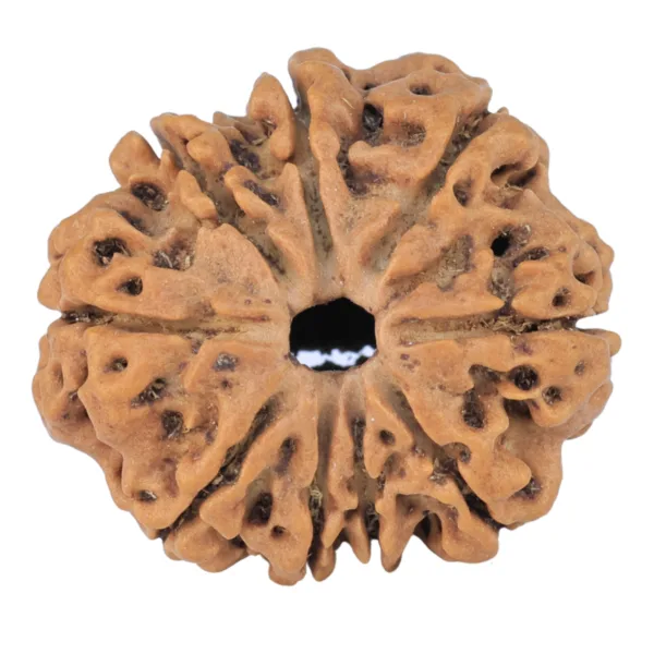 9 Mukhi Rudraksha 25.3mm 3.89gm - Rudraksha