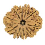 10 Mukhi Rudraksha 30.2mm 5.92gm - Rudraksha