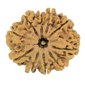 10 Mukhi Rudraksha 30.2mm 5.92gm - Rudraksha