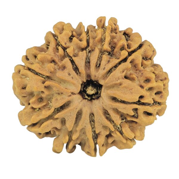 10 Mukhi Rudraksha 30.2mm 5.92gm - Rudraksha