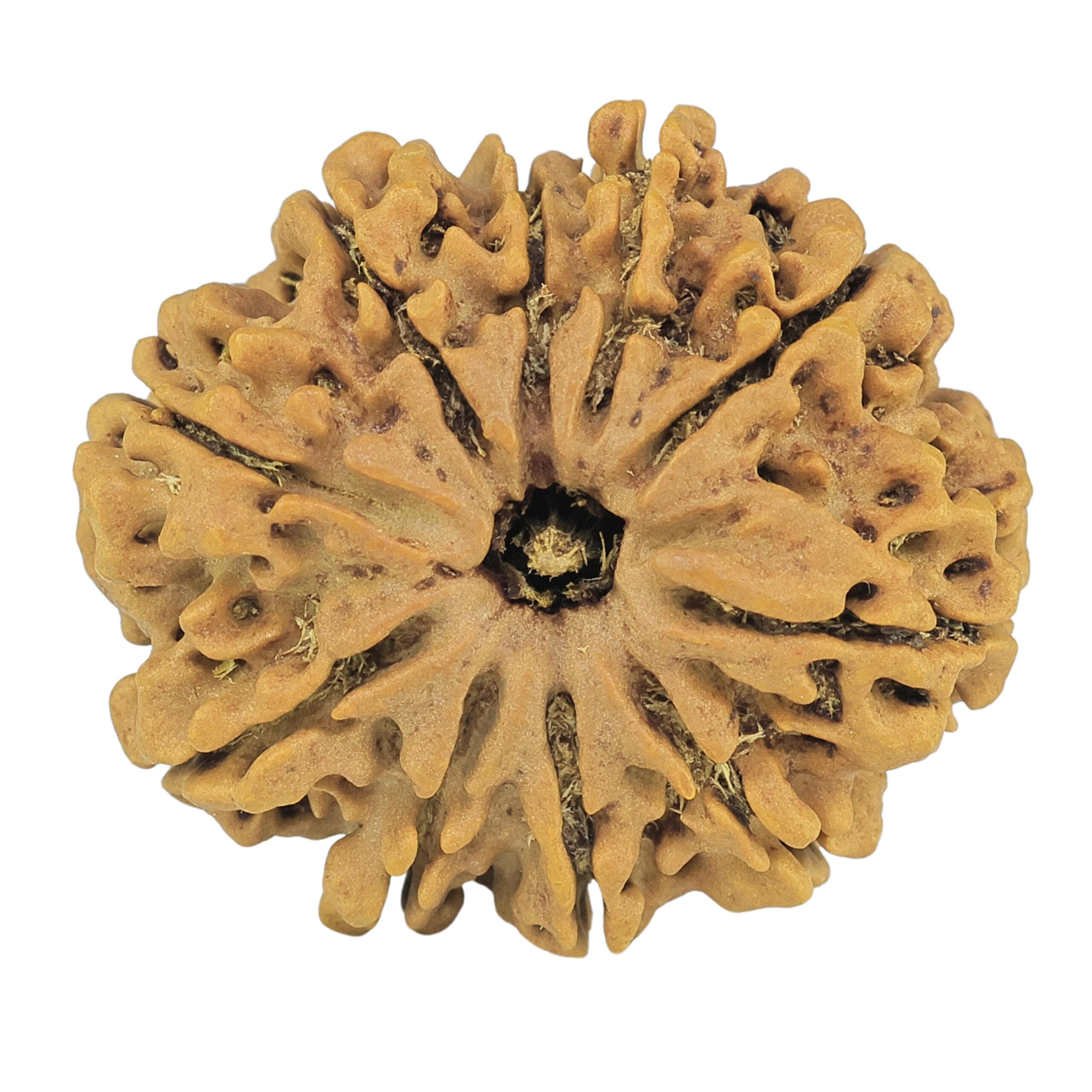 10 Mukhi Rudraksha 30.2mm 5.92gm - Rudraksha