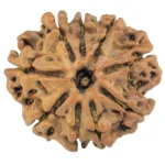 9 Mukhi Rudraksha 27.7mm 3.15gm - Rudraksha