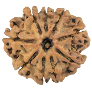 9 Mukhi Rudraksha 27.7mm 3.15gm - Rudraksha