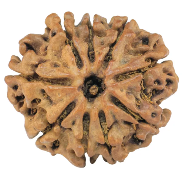 9 Mukhi Rudraksha 27.7mm 3.15gm - Rudraksha