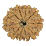 10 Mukhi Rudraksha 24.1mm 3.8gm - Rudraksha