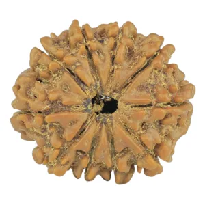 10 Mukhi Rudraksha 24.1mm 3.8gm - Rudraksha