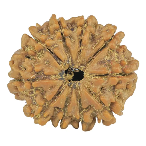 10 Mukhi Rudraksha 24.1mm 3.8gm - Rudraksha