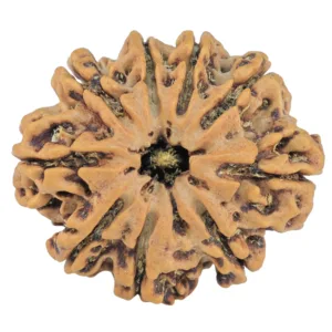 9 Mukhi Rudraksha 28.6mm 5.43gm - Rudraksha