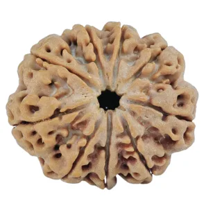 9 Mukhi Rudraksha 27.2mm 5.37gm - Rudraksha