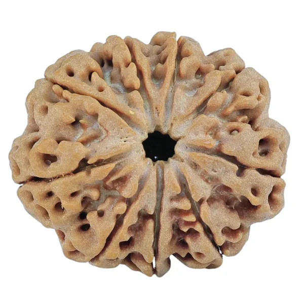 9 Mukhi Rudraksha 27.2mm 5.37gm - Rudraksha