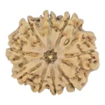 9 Mukhi Rudraksha 26.6mm 4.49gm - Rudraksha
