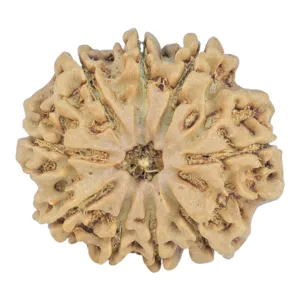 9 Mukhi Rudraksha 26.6mm 4.49gm - Rudraksha