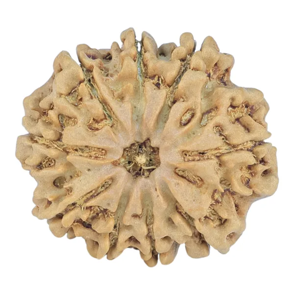 9 Mukhi Rudraksha 26.6mm 4.49gm - Rudraksha