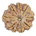 9 Mukhi Rudraksha 30.1mm 6.93gm - Rudraksha