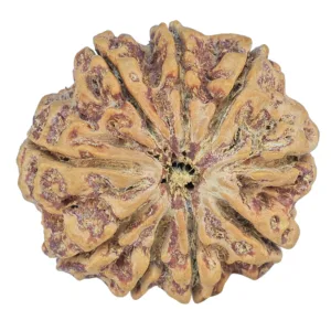 9 Mukhi Rudraksha 30.1mm 6.93gm - Rudraksha