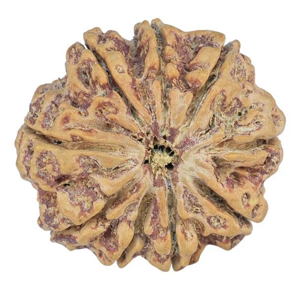 9 Mukhi Rudraksha 30.1mm 6.93gm - Rudraksha