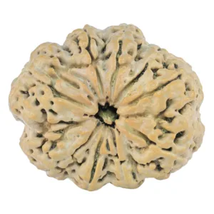 9 Mukhi Rudraksha 31.6mm 6.56gm - Rudraksha