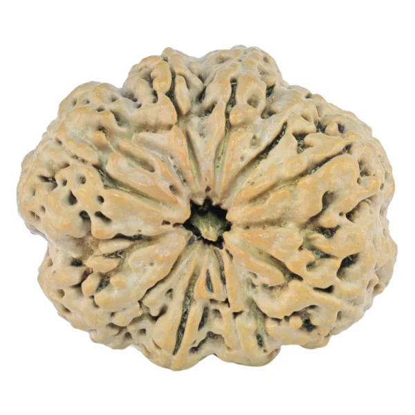 9 Mukhi Rudraksha 31.6mm 6.56gm - Rudraksha