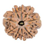 9 Mukhi Rudraksha 25.2mm 4.71gm - Rudraksha