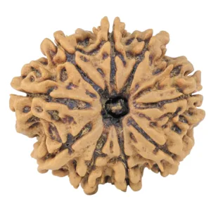 9 Mukhi Rudraksha 26.9mm 4.45gm - Rudraksha
