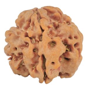 1MK(Underdeveloped) 22.5mm 3.5gm - Rudraksha