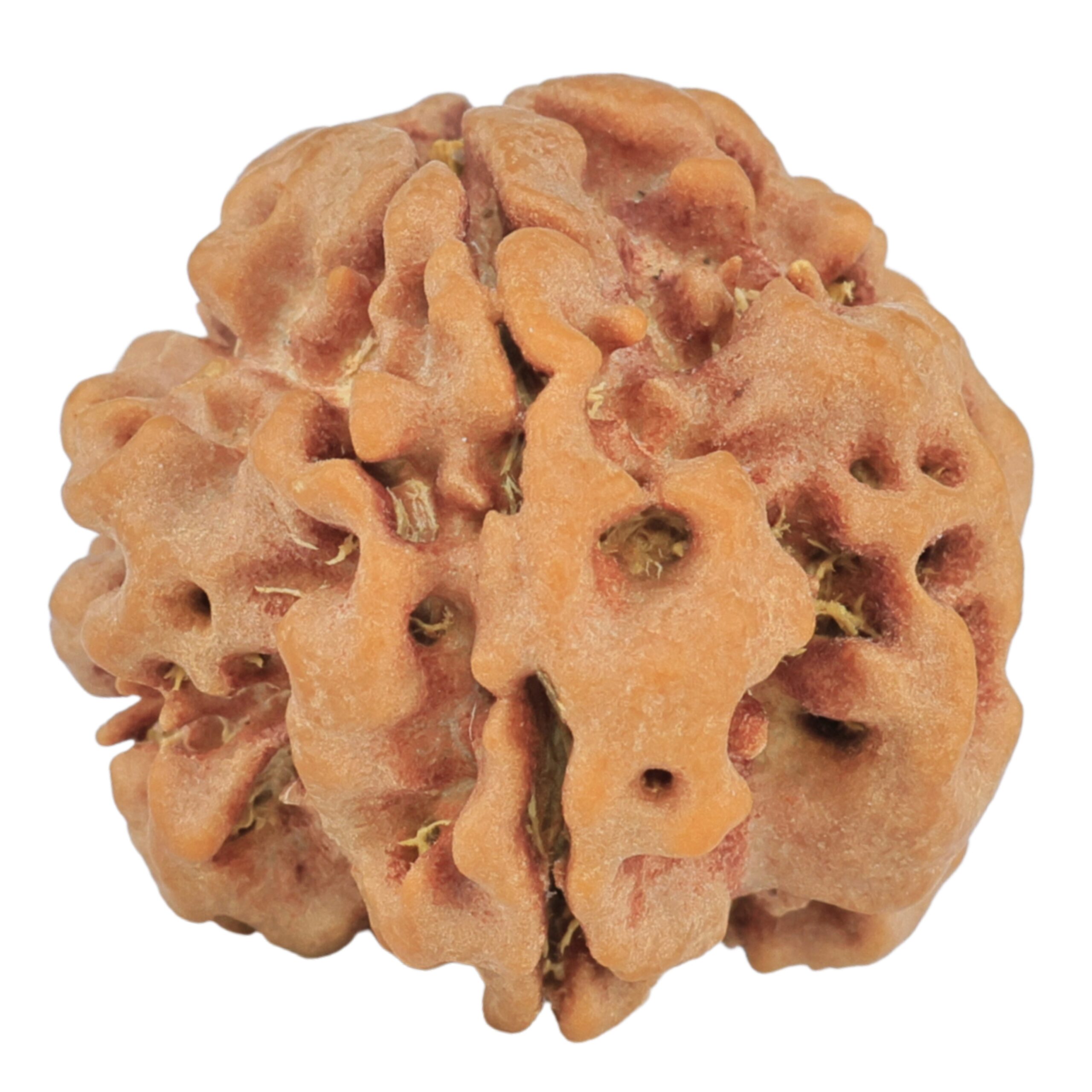 1MK(Underdeveloped) 22.5mm 3.5gm - Rudraksha
